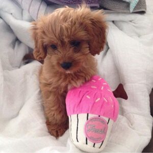Peluche Fuzzyard