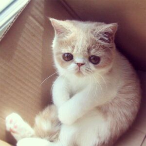 Por qué los gatos aman las cajas
