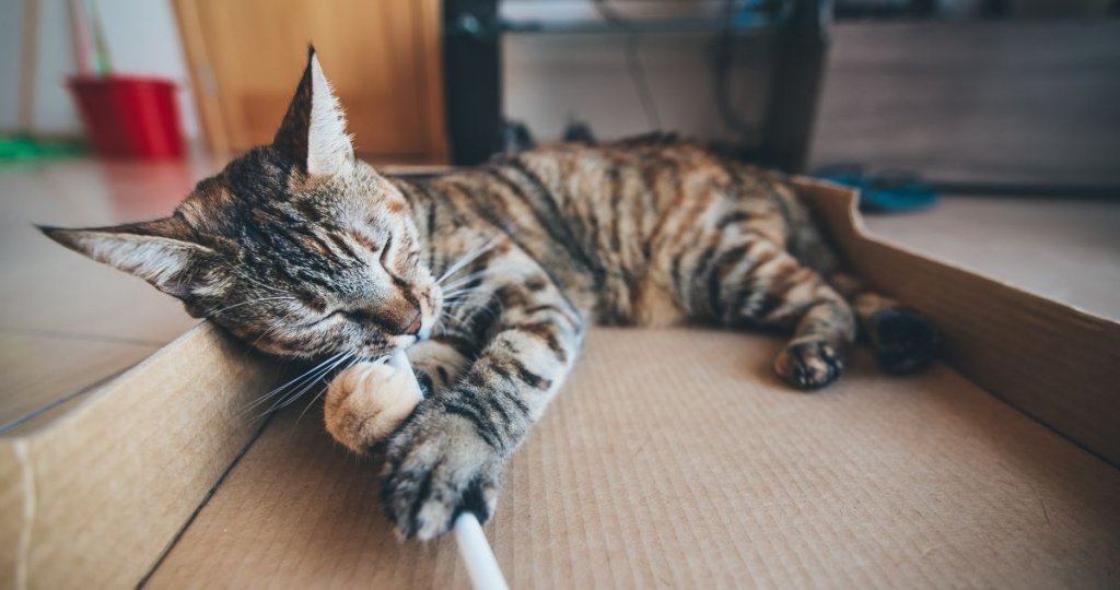 gatos-aman-cajas