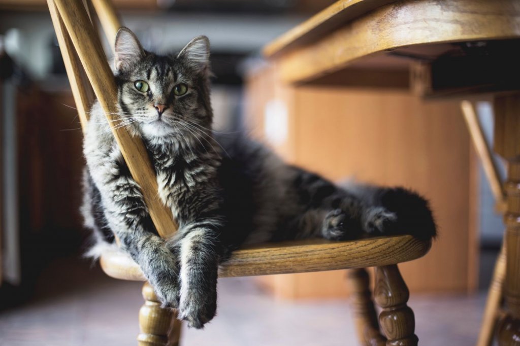 tóxicas para gatos Precauciones el hogar | Ole tus huellas