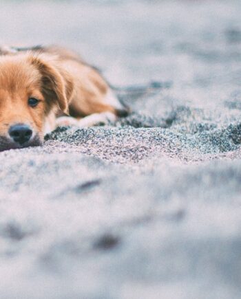 Suplementos Naturales para Perros y Gatos