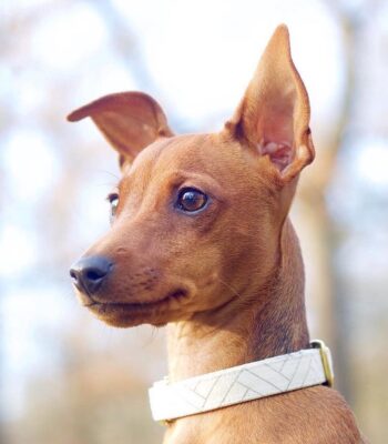 Collar Elegance