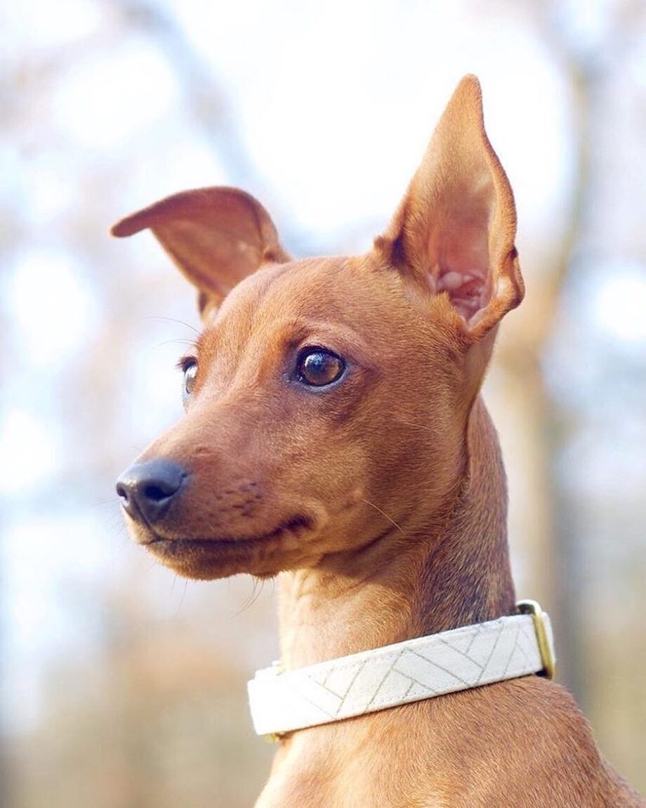 Collar Elegance