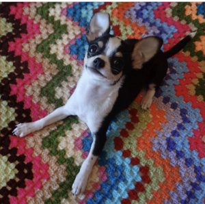 piensos_perros_toy_mini