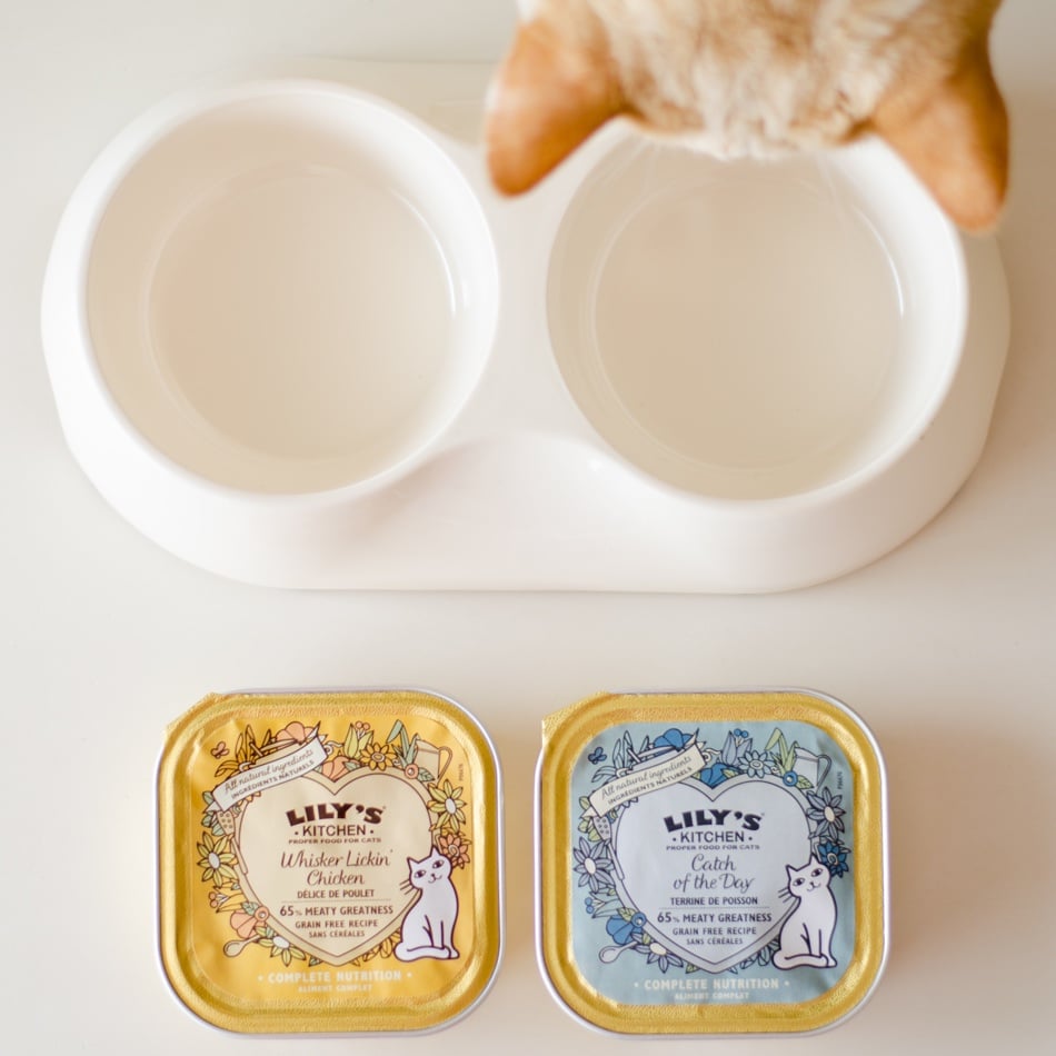 Dieta sin cereales gatos Dieta sin cereales gatos