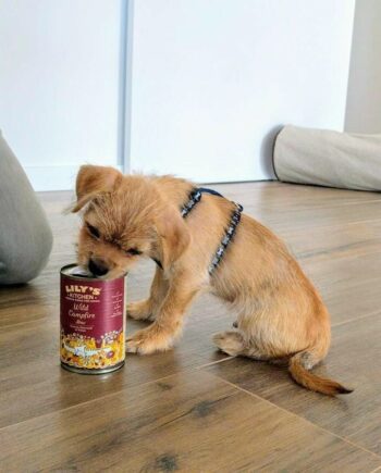 Comida Húmeda Natural para Perros