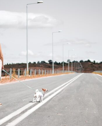 Collares y Arneses para Perros