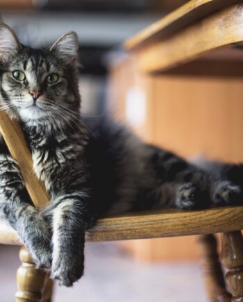 Comederos y bebederos para Perros y Gatos