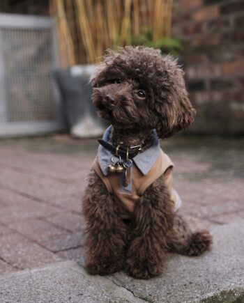 Moda Canina