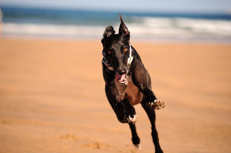 playas_admiten_perros_cantabria_asturias