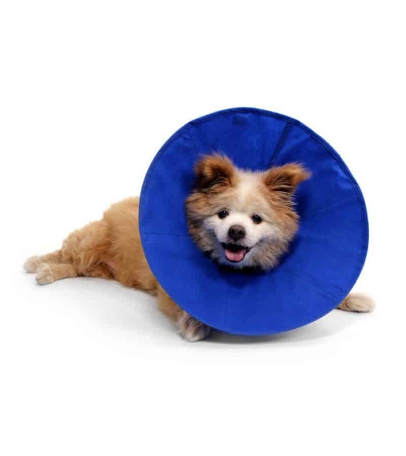 Privilegiado pereza ducha Collar Isabelino Soft | Envío Urgente | Ole tus huellas