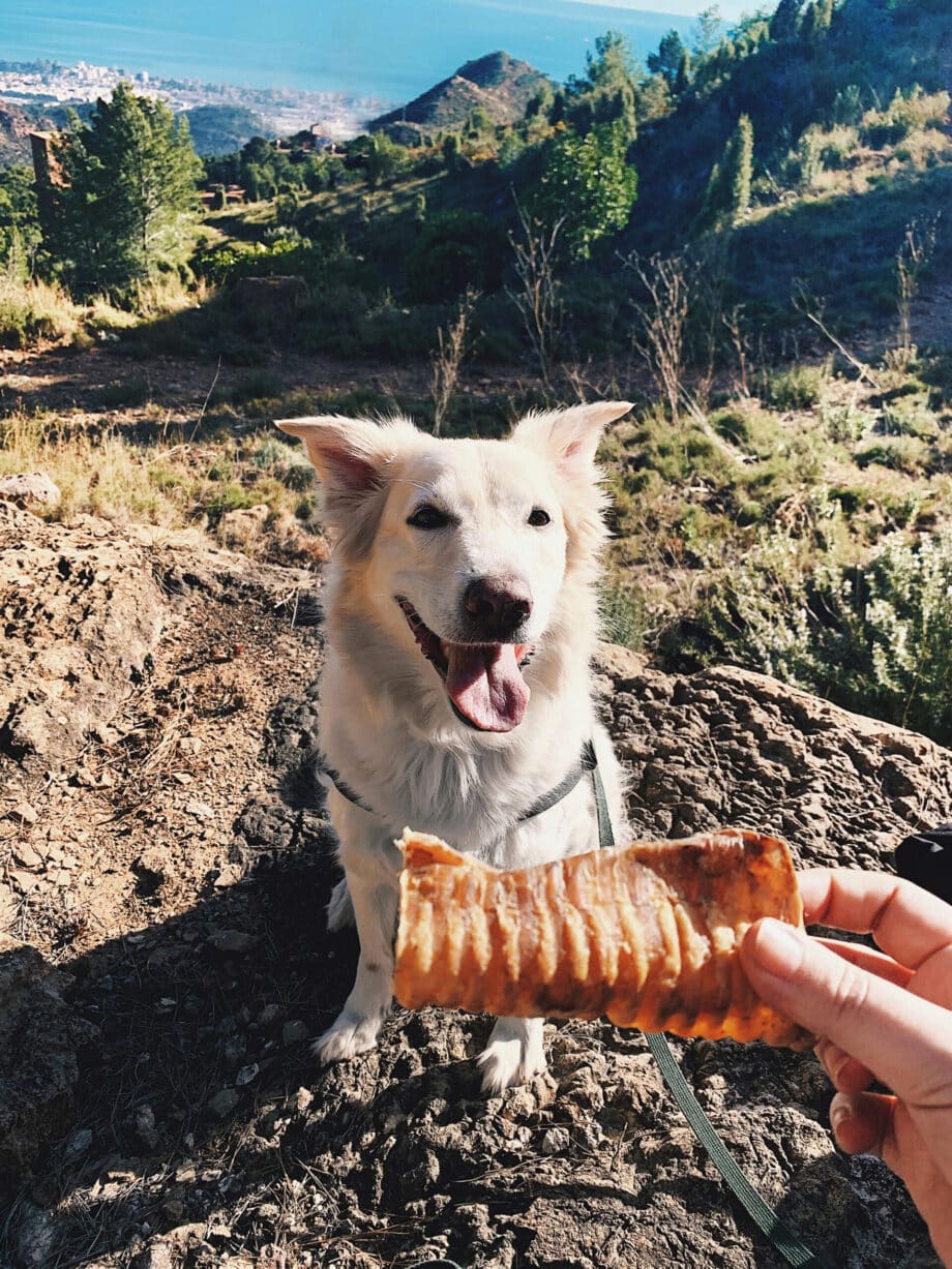 Tráquea-Bovina-snack-perros