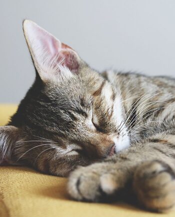 Antiparasitarios para Gatos