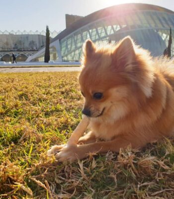 snacks-saludables-perros