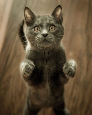 Juguetes para Gatos