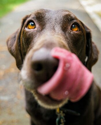 Snacks Naturales y Saludables para Perros