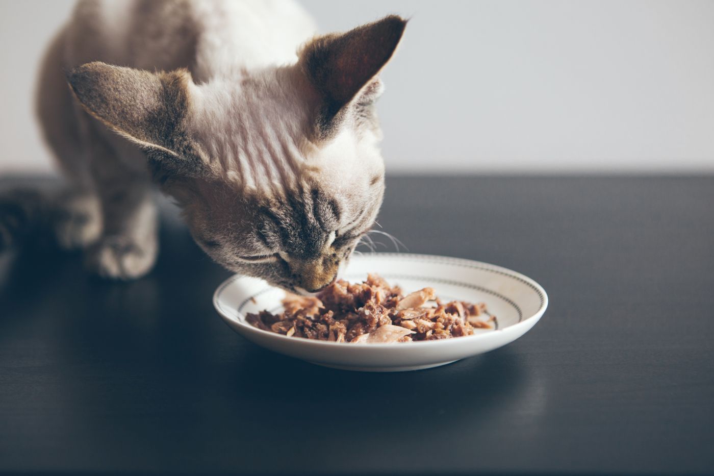 Comida húmeda para gatos