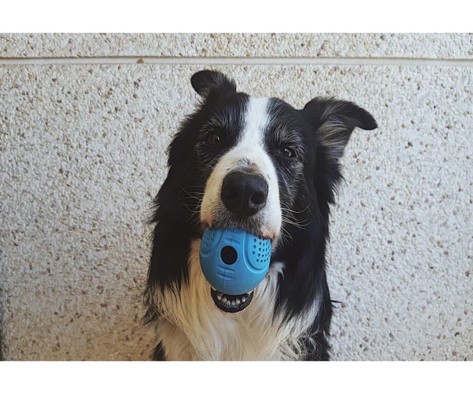 huevito-interactivo-perros-juguete