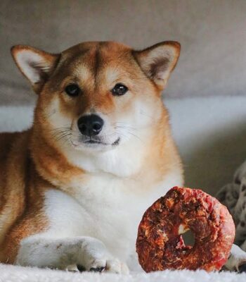 donut-pollo-snack-perros