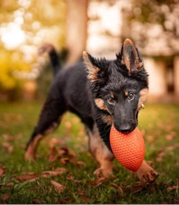 Pelota Pitchdog