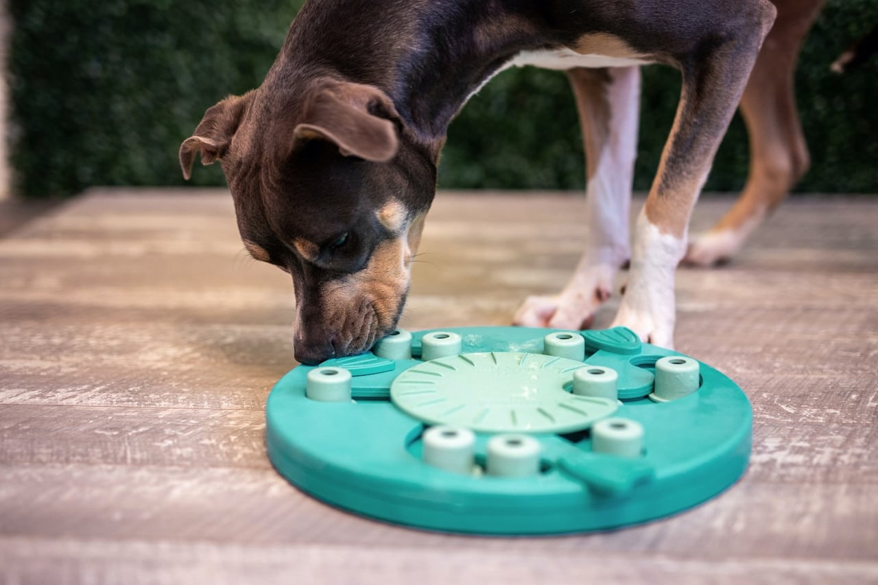 Juegos de inteligencia para perros - ¡Así se juega! - Ole tus huellas