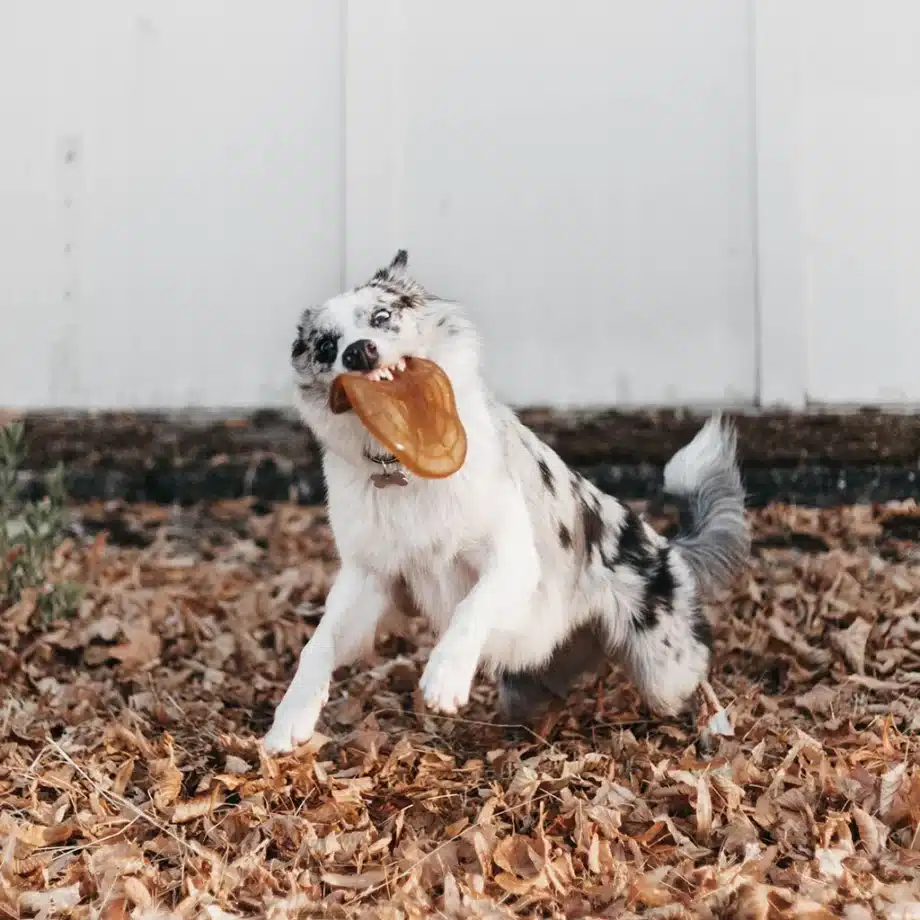 Frisbee - Juguete de Resina Orgánica