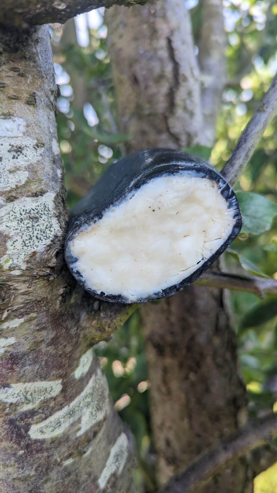 Medio Cuerno de Búfalo Relleno de Grasa de Oveja