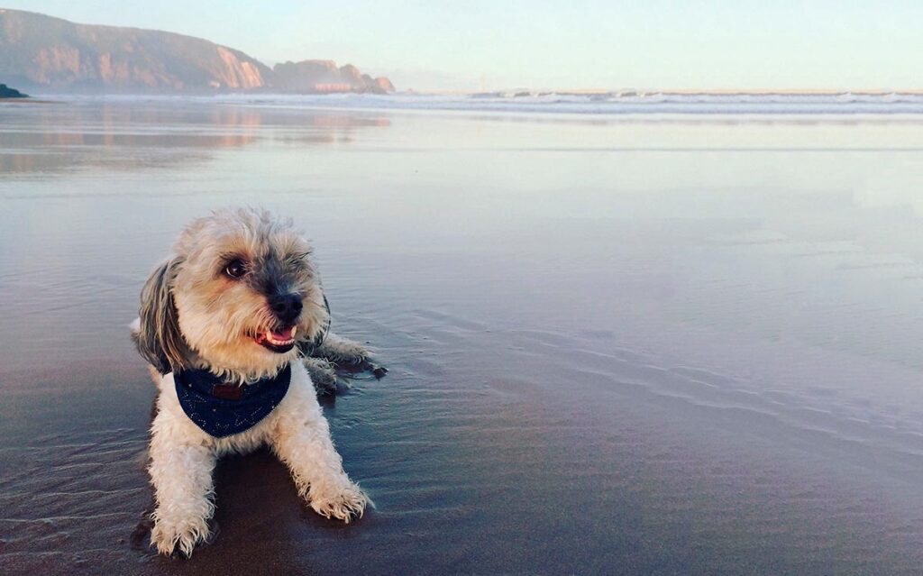 Playas para perros en Asturias