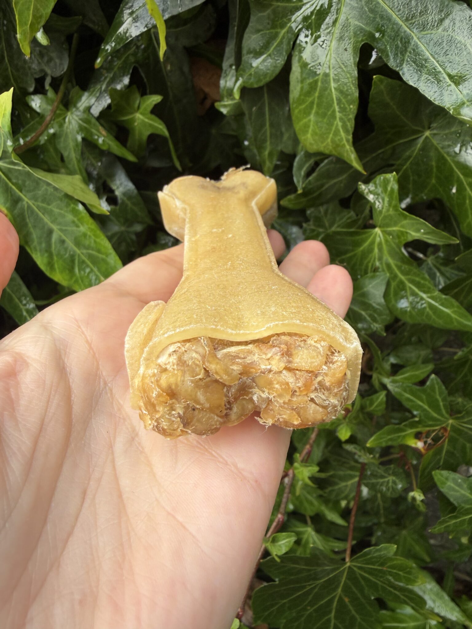 Hueso relleno de Cabra - Imagen 2