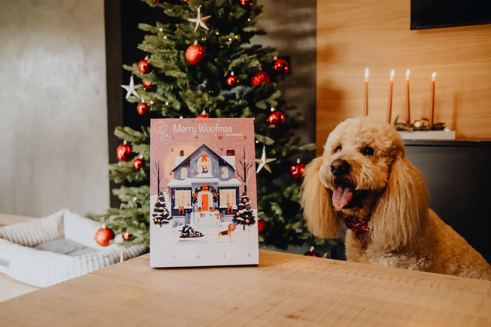 🐶🎄Calendario de Adviento para Perros - Imagen 2