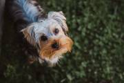 ¡Pelota KONG XS de REGALO!