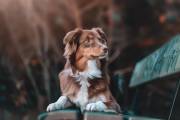 ¡REGALO! Snack CHURU para Perros